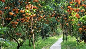 image-39